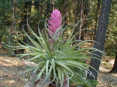 Tillandsia * STRICTA STIFF GRAY 4 * air plants  